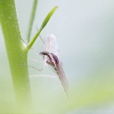 2022-06-26 017 Spookmug op hibiscus - insecten (achtertuin) (raw, gecombineerd) (klein)