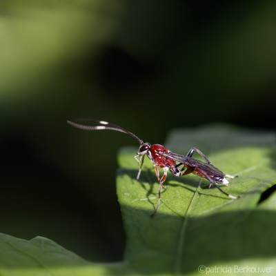 2022-06-28 002 Gewone sluipwesp (Crytea erythraea) op hibiscus - insecten (achtertuin) (raw) (klein)