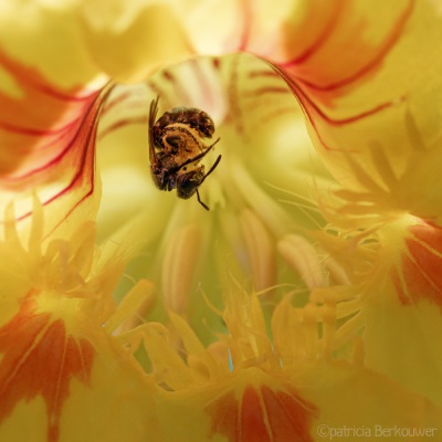 2022-06-28 092 Groefbij op oostindische kers - insecten (achtertuin) (raw) (klein)