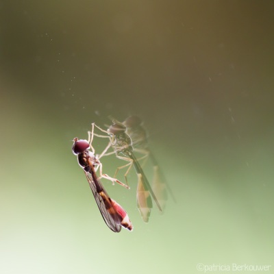 2022-06-28 148 Vliegende speld (zweefvlieg) op raam en bakje - insecten (achtertuin) (raw) (klein)