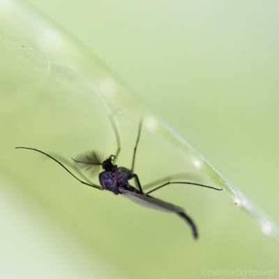 2022-06-29 058 Dansmug op laurierkers - insecten (achtertuin) (raw) (klein)