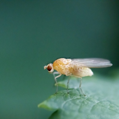 2022-07-01 078 Vliegje (Lauxaniidae) op klimhortensia - insecten (achtertuin) (raw) (klein)