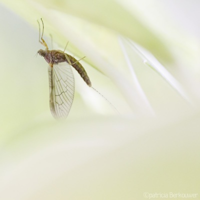 2022-07-03 022 Gewone tweevleugel (haft) - insecten (achtertuin) (raw) (klein)