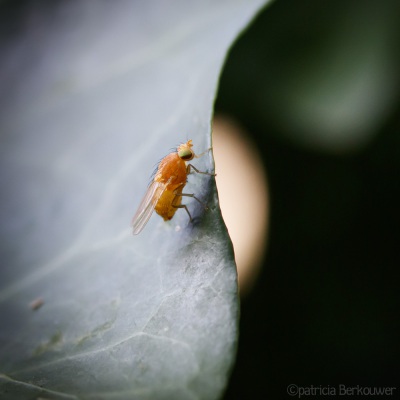 2022-07-04 031 Vliegje (Lauxaniidae) op klimop - insecten (achtertuin) (raw) (klein)