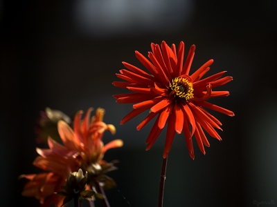 2006-07-23-hortus-botanicus