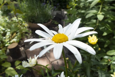 2017-06-26 09 Achtertuin - bloemen (margrieten & beestjes) (raw) (klein)