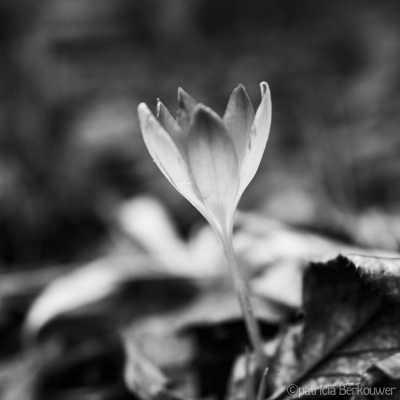 2019-02-22 099 Achtertuin (Crocus) (crop) (klein)