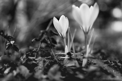 2019-02-23 004 Achtertuin (crocussen) (Crocus) (zwartwit) (klein)