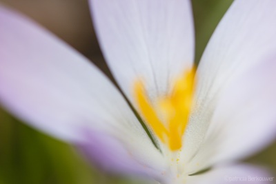 2019-02-26 006 Crocus in achtertuin (raw) (klein)