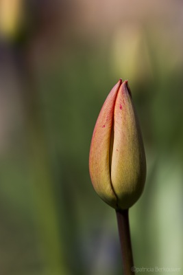 2019-04-04 011 Voortuin (tulp Apeldoorn) (raw2) (klein)