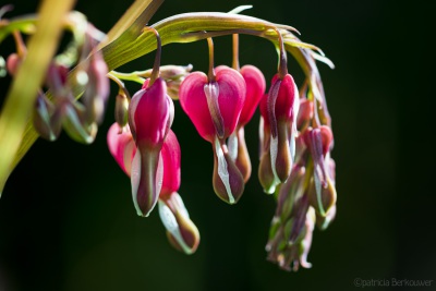 2019-04-08 222 Achtertuin (gebroken hartje) (raw2) (klein)