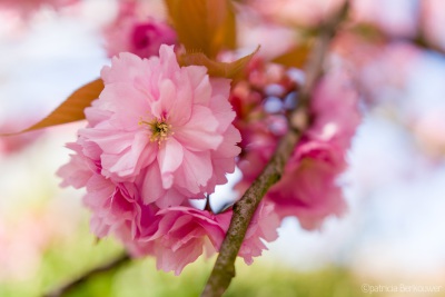 2019-04-11 010 Achtertuin (japanse sierkers) (raw) (klein)