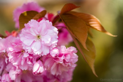 2019-04-12 003 Achtertuin (japanse sierkers) (crop) (klein)