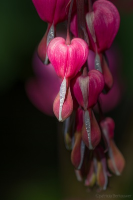 2019-04-16 011 Achtertuin (gebroken hartje) (crop) (klein)