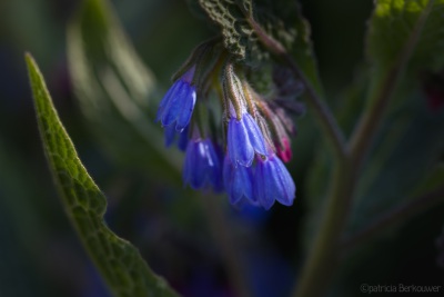 2019-04-18 017 Voortuin (longkruid) (raw) (klein)