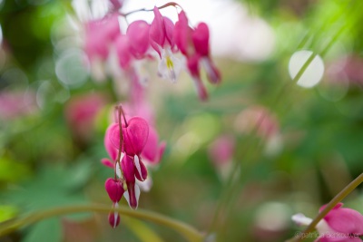 2019-04-24 086 Achtertuin (gebroken hartje, roze) (raw) (klein)