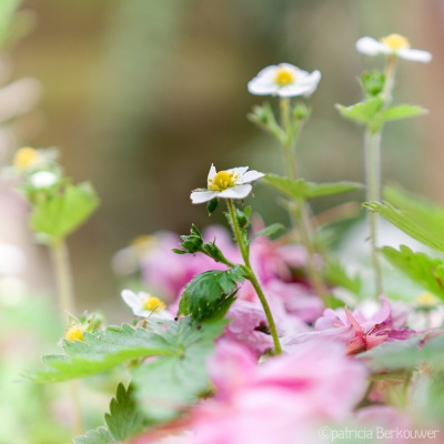 2019-04-24 121 Achtertuin (bosaardbei) (crop) (klein)