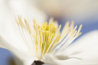 2019-05-05 011 Achtertuin (clematis montana, wit) (raw2) (klein)