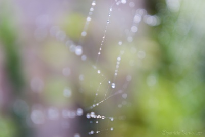 2019-09-24 003 Spinnenweb met regendruppels (klein)
