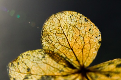 2020-02-04 056 Macro (grotendeels met tussenring 12mm) (klein)