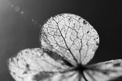 2020-02-04 060 Macro (grotendeels met tussenring 12mm) (klein)