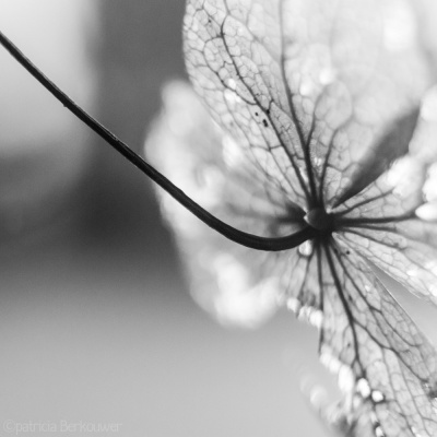 2020-02-04 078 Macro (grotendeels met tussenring 12mm) (klein)