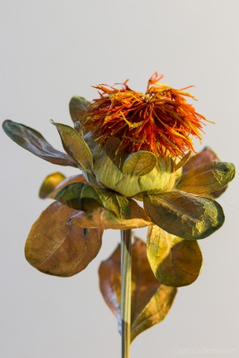 2020-02-05 255 Macro (grotendeels met tussenring 12mm) (klein)