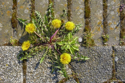 2019-04-05 001 Paardenbloemen op de stoep (raw2) (klein)