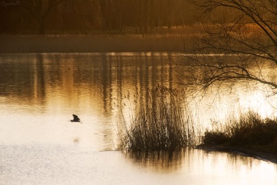 2008-01-06-ochtend