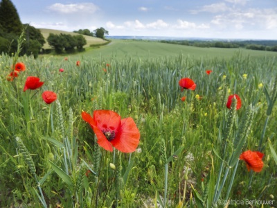 2011-05-31 30 Pilgrim's Way (edit) (klein)