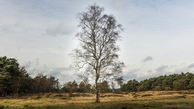 2014-10-26 023 Rondwandeling Driebergen-Zeist (ten zuiden van de snelweg, Bornia en Groot Heidestein) (raw) (klein)