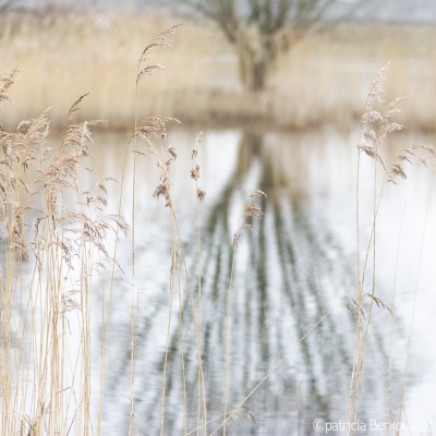 2019-02-22 024 Klinkenbergerplas (raw) (klein)
