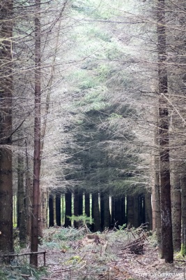 2019-05-18 028 Ardennen - La Croix-Collin (promenade) (Laid Trou) (klein)