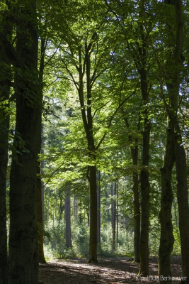 2019-09-21 007 Bos bij Lage Vuursche (raw) (klein)