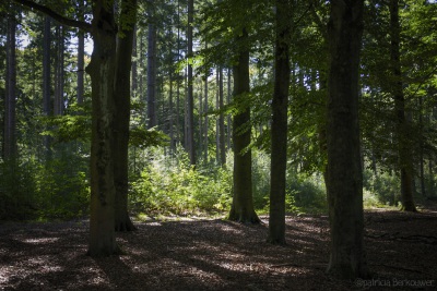 2019-09-21 008 Bos bij Lage Vuursche (raw) (klein)