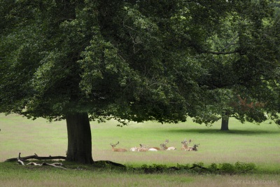 2020-07-17 022 Kroondomein Het Loo bij Apeldoorn (raw) (klein)