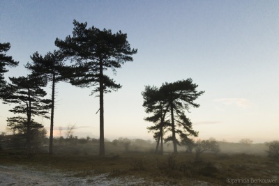 2020-12-31 010 Kennemerduinen (raw) (klein)