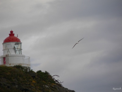 20050305 New-Zealand-P1010602-Taiaroa-Head-royal-albatross