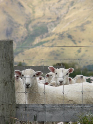 20050309 New-Zealand-P1020006-SH94-SH6-sheep-farm