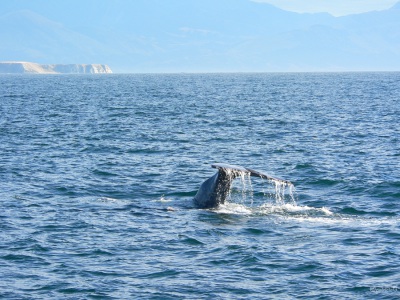 20050315 New-Zealand-P1020312-Whale-Watch-Kaikoura-sperm-whale-1