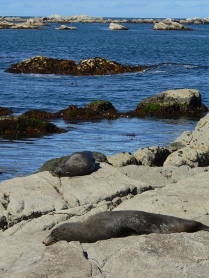 20050315 New-Zealand-P1020443-Kaikoura-shoreline-walk-seals