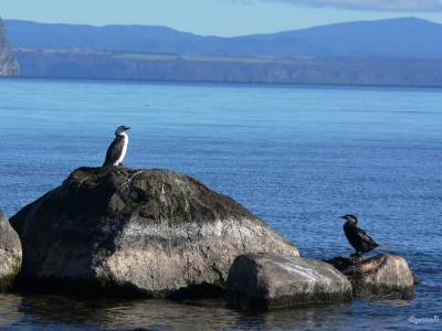 20050319 New-Zealand-P1020567-Lake-Taupo-shags