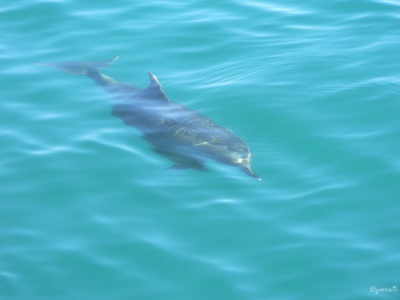 20050322 New-Zealand-P1020730-Bay-of-Islands-dolfijnen