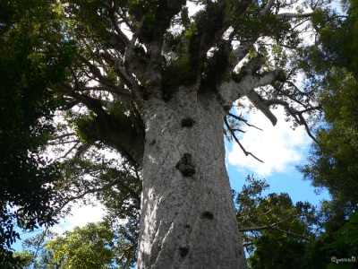 20050323 New-Zealand-P1020852-Waipoua-Forest-Tane-Mahuta-god-vh-woud-1200-2000-jr