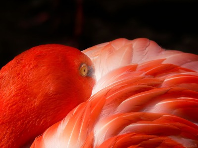 Expo.1.05-Cubaanse-flamingo - 20060610