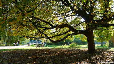 2 2011-10-23-315-Amsterdam-Vondelpark (unedited)