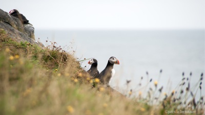 2 2013-08-15 100 Suðurland - Dyrhólaey (2) (Ísland)