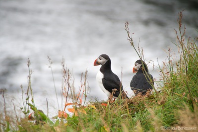 2 2013-08-15 112 Suðurland - Dyrhólaey (Ísland)