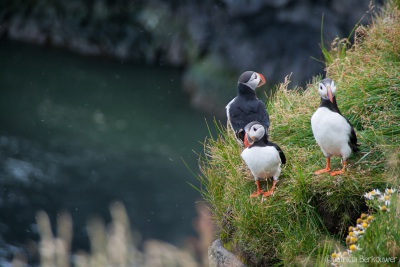 2 2013-08-15 153 Suðurland - Dyrhólaey (Ísland)